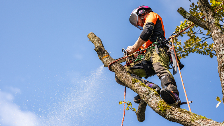 Arborist i Sollentuna